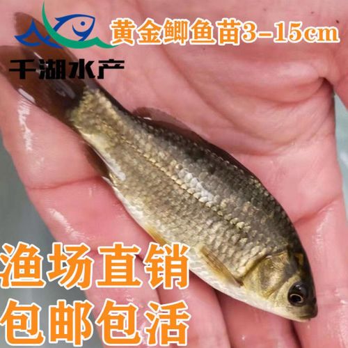 黄金鲫鱼苗杂交鲫工程高背鲫巨型鲫鱼快大湘云鲫淡水活体 黄金鲫鱼苗3