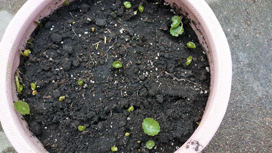 人生最大的乐趣:亲自动手种花,细心照料,从养花中体验生活!