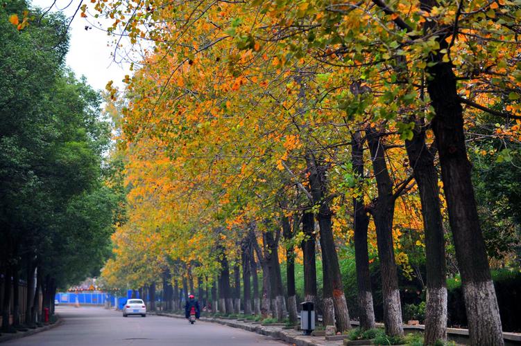 常青花园康居一路意杨樟树 记者李永刚 摄