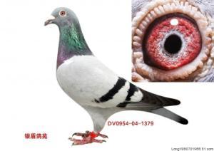 银盾鸽舍