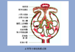 肾小球图片_百度百科