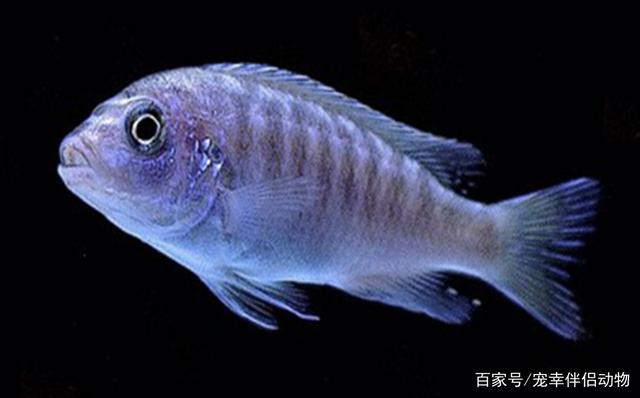 观赏鱼的嘴和尾巴 今天你观察了没有?