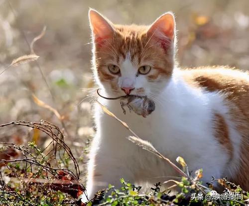 猫抓老鼠的秘密,宠物猫为啥不会抓老鼠?猫:我妈没教