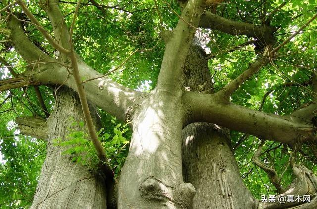 檀树的种类分别有哪些