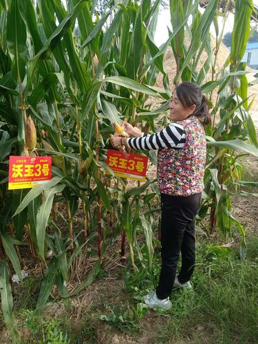 沃玉3号玉米种真大棒真高产真抗病真抗倒