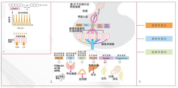内分泌定制疗程
