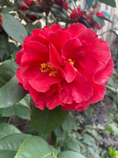 帕克斯先生茶花