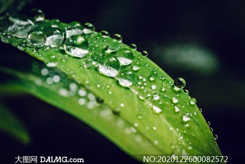 树叶上晶莹剔透的水珠摄影图片