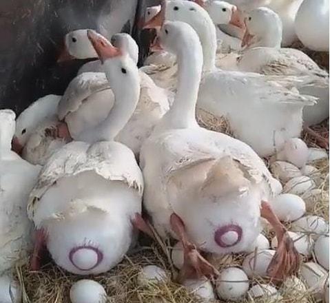 母鹅脱肛怎么办?17年养鹅人,聊聊脱肛原因与预防措施