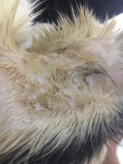 猫咪最近长了这个,这是猫癣还是湿疹啊?