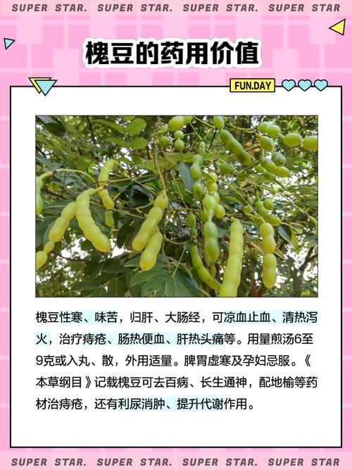 �槐豆的基本特征 槐豆,别名可不少,槐实,槐