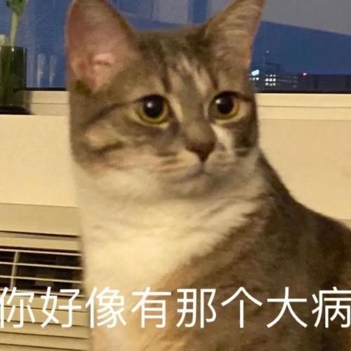 沙雕猫猫表情包气到炸毛