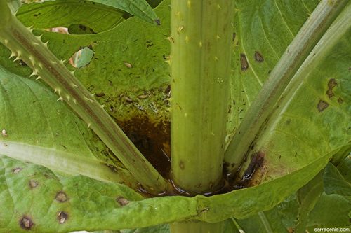 有哪些植物的叶基是合生穿茎
