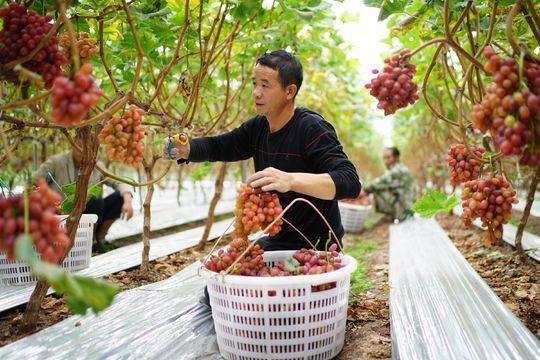 走进西昌市西乡凤凰村,能明显感受到丰收的气息:大棚里,克瑞森葡萄