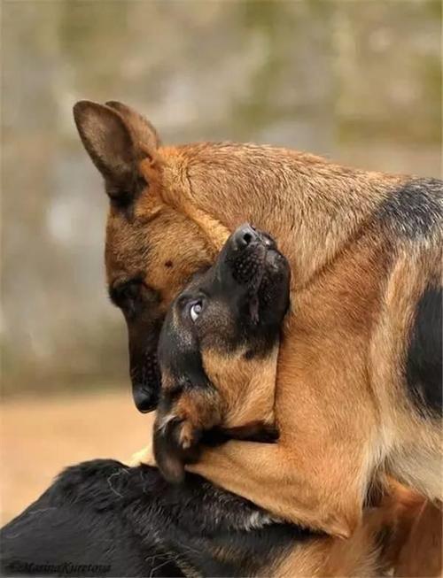 警犬狗狗简笔画