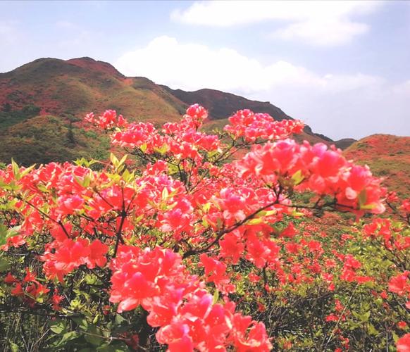 其它 火红的杜鹃花 写美篇 《宣城见杜鹃花》唐朝·李白
