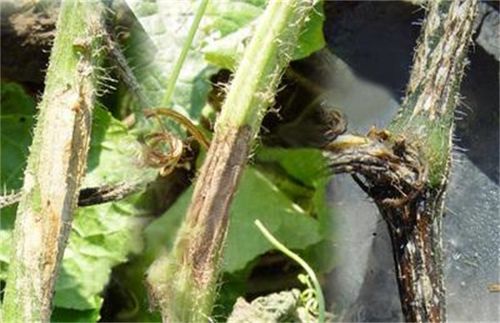 黄瓜蔓枯病的治疗方法