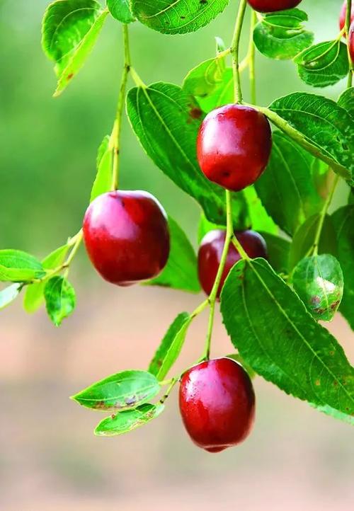 家乡那棵红枣树