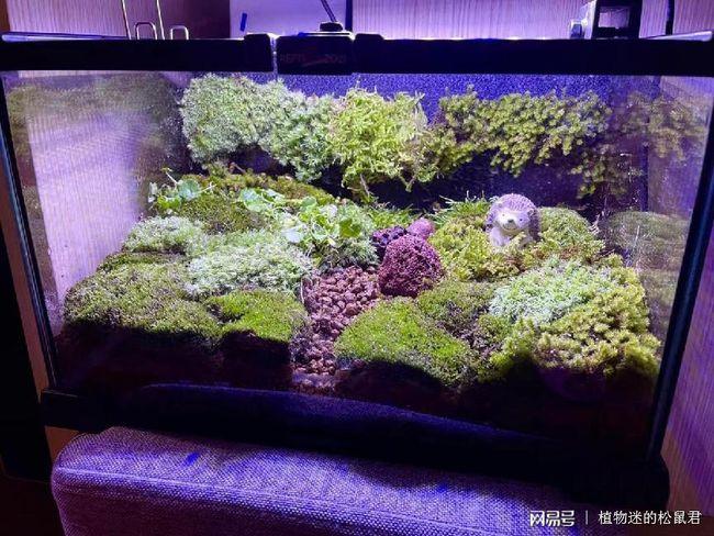 闲置鱼缸用起来,一把苔藓一路坑,搭配起来还不错!