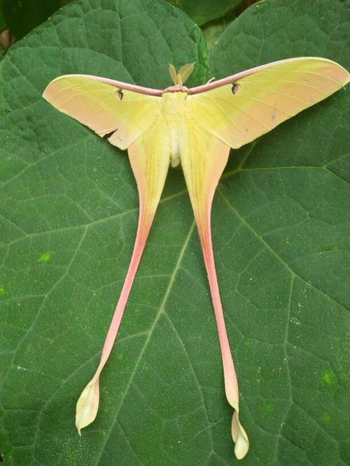 天使长尾天蚕蛾