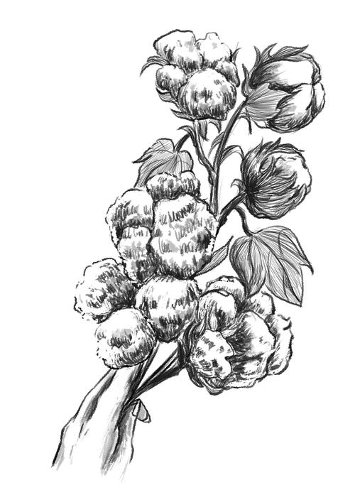 中国新疆棉花!|插画|绘本|fr爱画画 - 原创作品