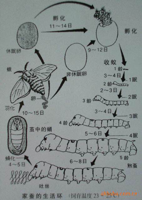 蚕结茧后几天蚕蛾从茧中钻出来蚕宝宝的生长过程解析