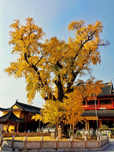 上海市千年古树之一编号004的古银杏树就坐落于青浦区朱家角淀山湖畔