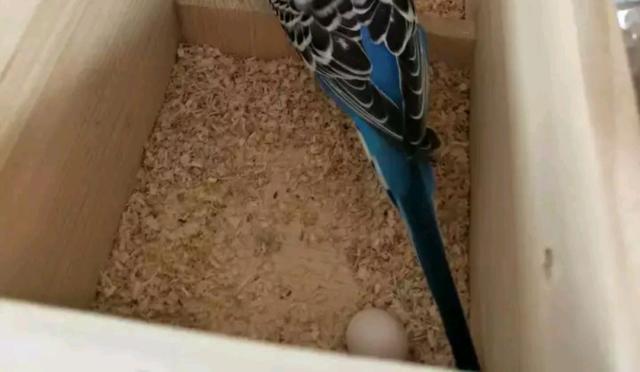 为何人工繁殖虎皮鹦鹉的成功率更高呢?