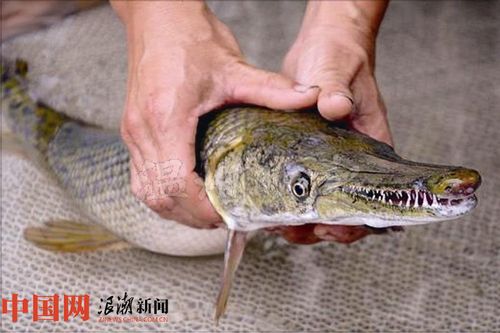 【温州泰国观赏鱼市场】温州水库出现最凶猛淡水鱼 会攻击人类