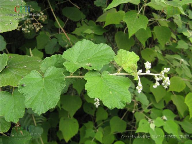  p>粗叶悬钩子 攀援灌木,单叶,革质;叶柄长2-4.