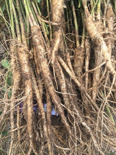 [桔梗根批发]桔梗价格2元/斤 - 惠农网