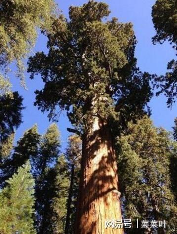 盘点世界上最古老的树有点已经有9550年了