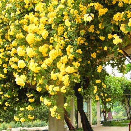 购客木香花黄色木香花树苗南方北方种植当年开花庭院爬藤花卉南方北方