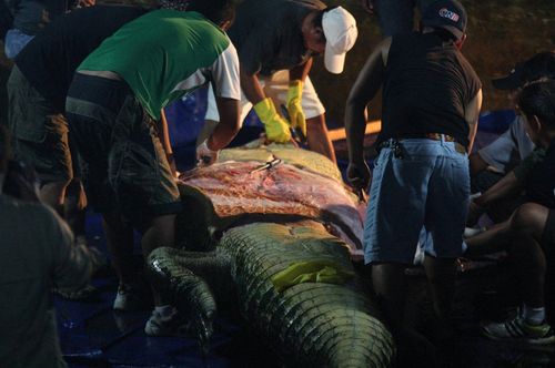 全球最大鳄鱼被解剖身长6米曾多次吃人组图