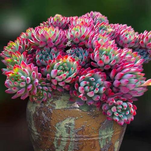 超大蓝苹果老桩多肉植物巨型稀有贵货蓝精灵阳台盆栽防辐射绿植