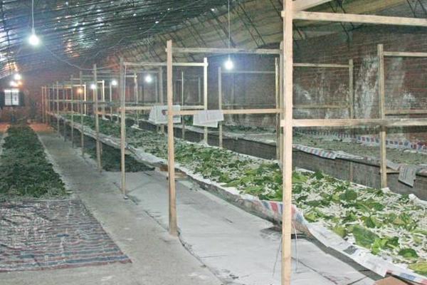 大棚养蚕新技术(自动化大棚养蚕新技术)