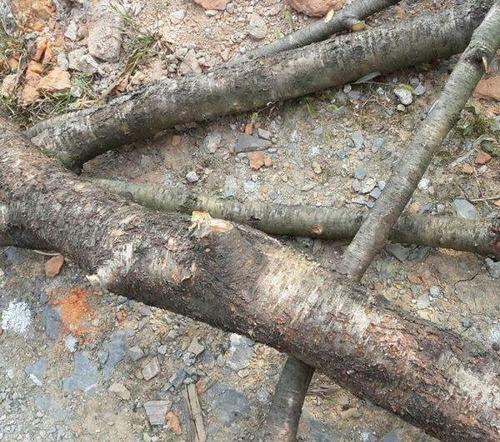 桃木苦桃木桃木原木桃木干桃木枝子条子桃木栽子桃木