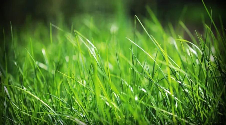 15首春草诗词送给你:近水欲迷歌扇绿,隔花偏衬舞裙红