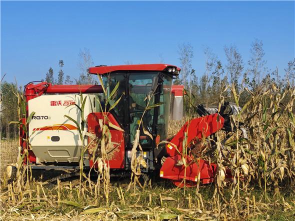 减损保收一机搞定雷沃谷神履带式联合收割机成玉米收获神器