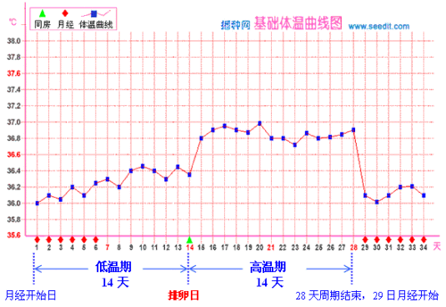 基础体温的周期性变化