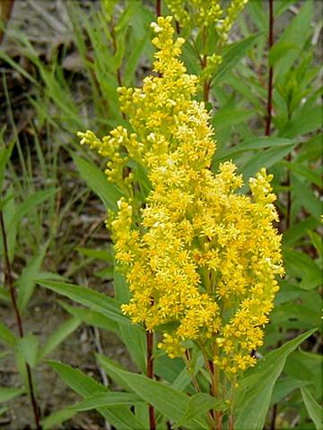 28生日花:秋麒麟草(golden rod) 花语…-堆糖,美好