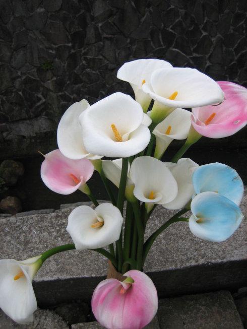 海芋