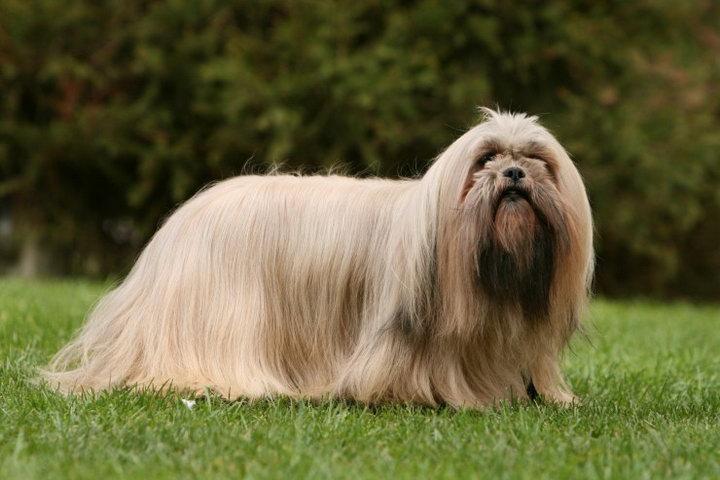拉萨犬