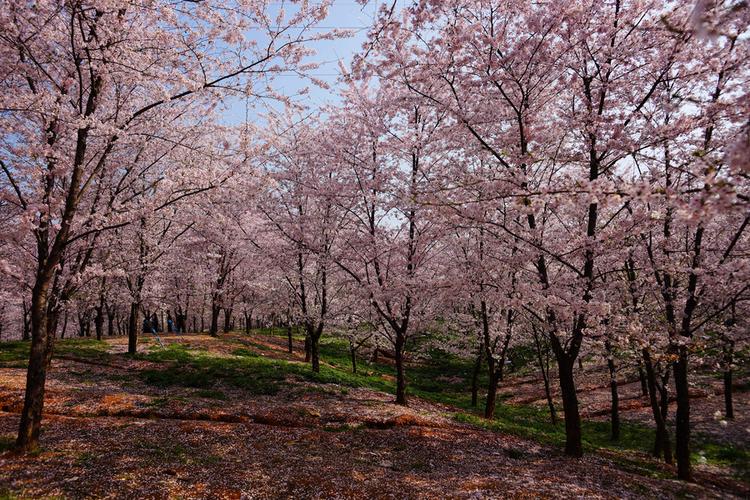 平坝农场的樱花