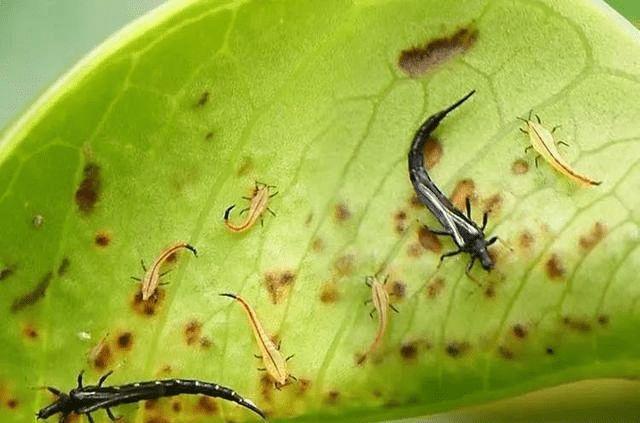 蓟马危害难防治先了解受到侵害的症状采取防治措施