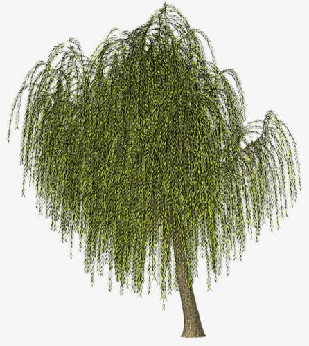 绿色柳树的简笔画