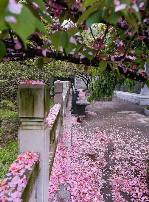 微风滴雨落花飞