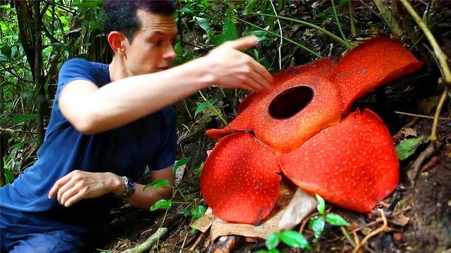 将手塞入食人花"口"中会怎样?老外作死测试,下一秒