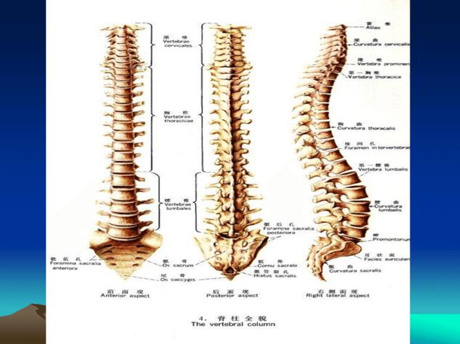 脊柱解剖以及腰椎滑脱简述