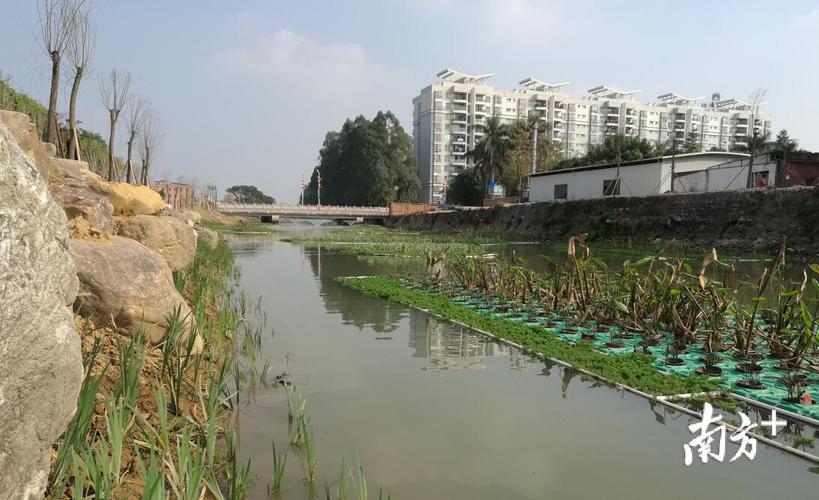 承载着许多人的记忆,石排这条河即将恢复水清岸绿